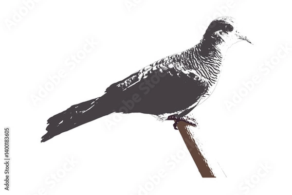 Obraz  zebra dove illustration transparent background