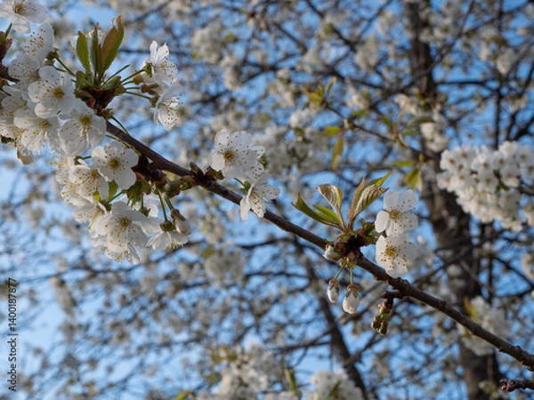 Obraz cherry blossom