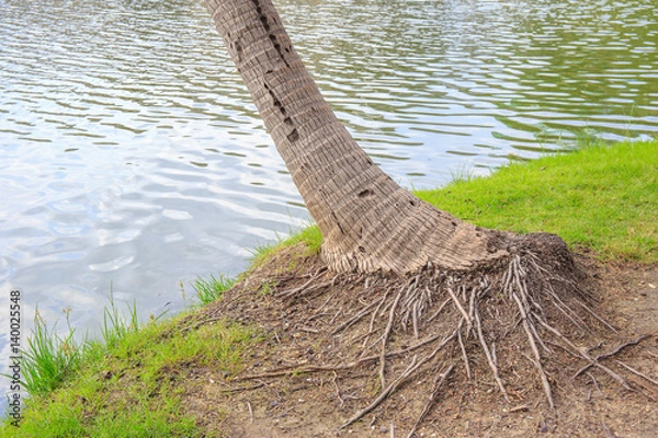 Obraz Coconut or palm tree root on the mud near the lake or water.