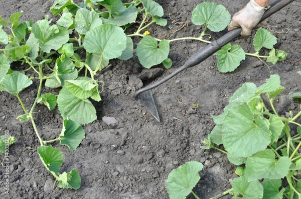 Fototapeta gardener working with a hoe in the melon plantation- seasonal work in the vegetable garden