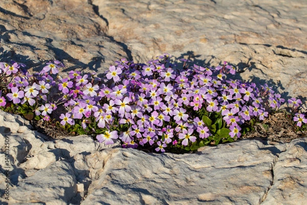 Obraz Malcolmia maritima, or Virginia stock. Greek flora.