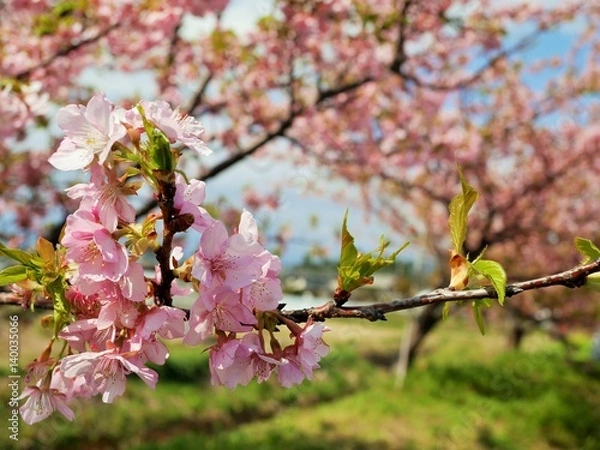 Fototapeta 河津桜