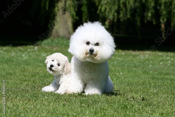 Obraz mère bichon frisé assise de face et son rigolo petit chiot