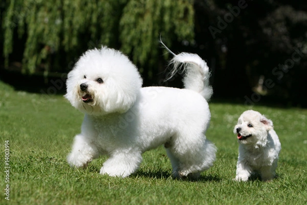 Obraz mère et chiot bichon frisé dans le jardin en mouvement