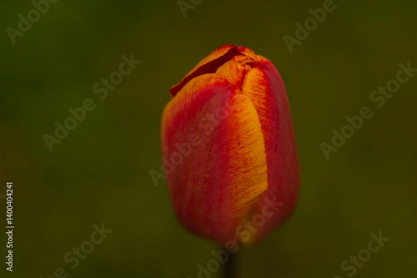 Obraz red tulip flower