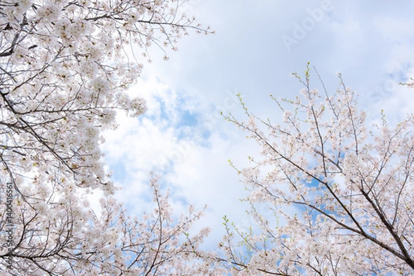 Fototapeta 桜　ソメイヨシノ　青空のイメージ