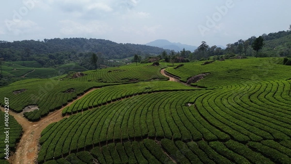 Fototapeta Tea Plantations in Munnar, Kerala, India