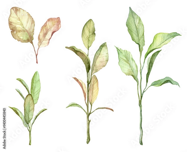 Obraz Set of watercolor hand painted detailed botany leaves on white background. Various leaves on twigs