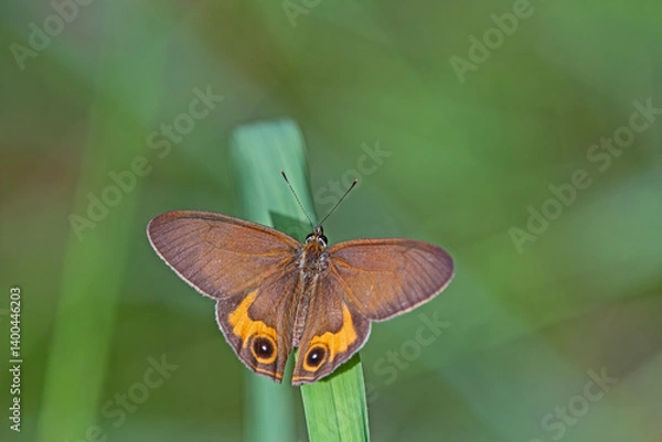 Obraz Australian butterfly- Hypocysta metirius