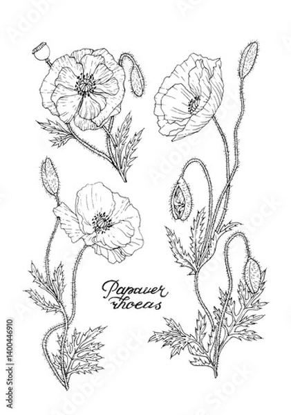 Fototapeta Botanical illustration in capillary pen. A set of isolated images of common poppy (Papaver rhoeas) flower elements on a white background.