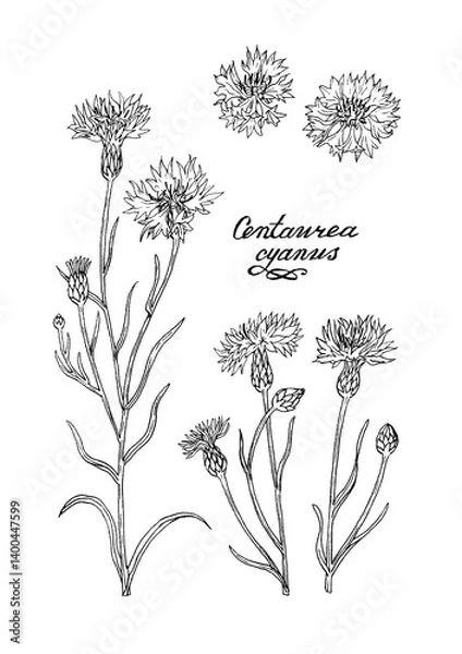 Fototapeta Botanical illustration in capillary pen. A set of isolated images of cornflower (Centaurea cyanus) flower elements on a white background.