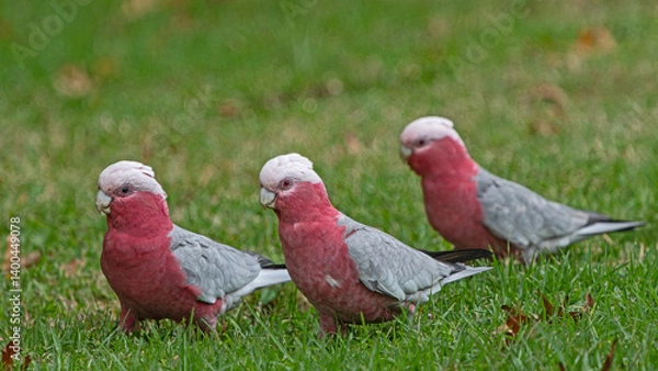 Obraz Three red galah on the grass
