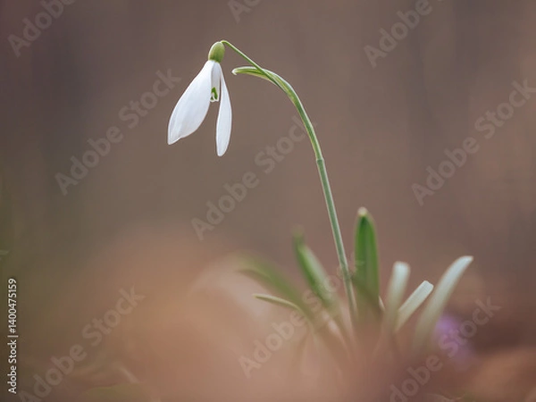 Obraz Close-up of a snowdrop (Galanthus nivalis)