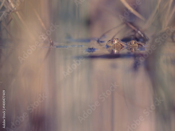 Obraz Common toads (Bufo bufo) in amplex in a marsh