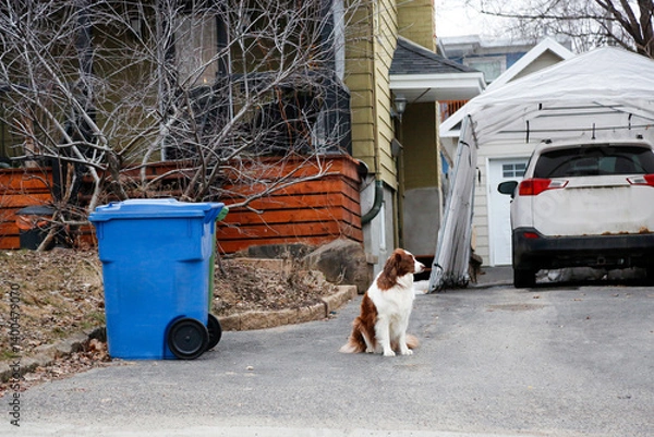 Obraz Poubelles devant une maison et un chien à l'extérieur