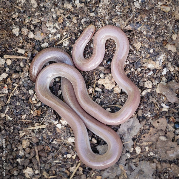 Obraz Close-up of a European blind snake (Xerotyphlops vermicularis)