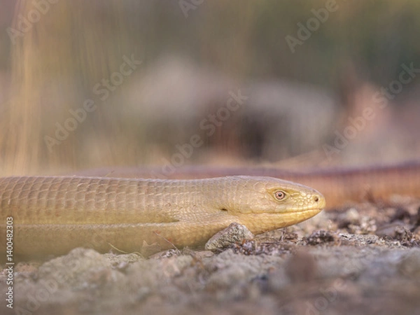 Obraz Close-up of a Sheltopusik or European glass lizard (Pseudopus apodus)