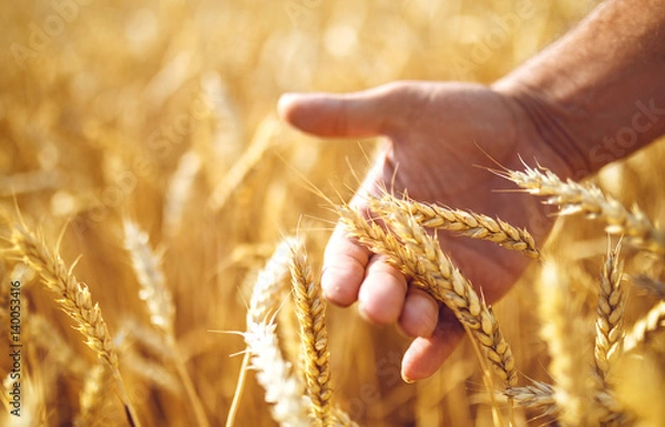Fototapeta Wheat sprouts in a farmer's hand.Farmer Walking Through Field Checking Wheat Crop
