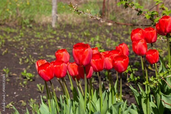Fototapeta Fresh red tulips grow in a flowerbed in the park