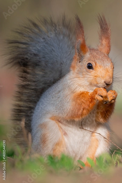 Obraz Squirrel with red and grey fur in a city park in spring