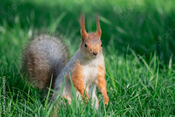 Obraz Squirrel with red and grey fur in a city park in spring