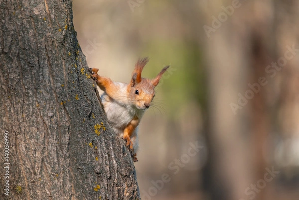 Obraz Squirrel with red and grey fur in a city park in spring