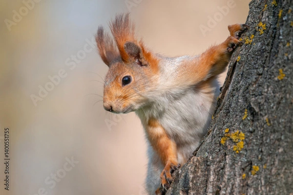 Obraz Squirrel with red and grey fur in a city park in spring