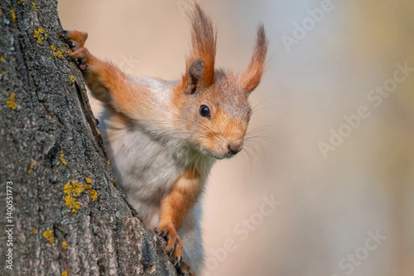Obraz Squirrel with red and grey fur in a city park in spring