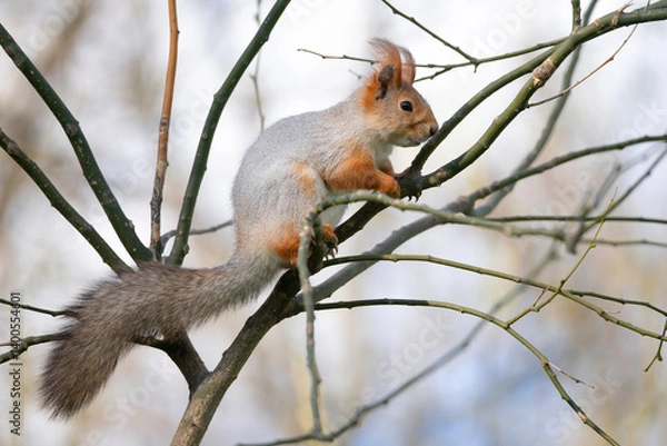 Obraz Squirrel with red and grey fur in a city park in spring