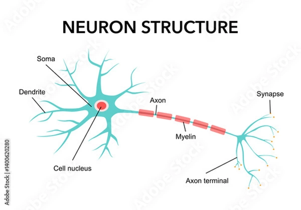 Fototapeta cell neurons cartoon. ai synapse, neural structure, neuron human cell neurons sign. isolated symbol vector illustration
