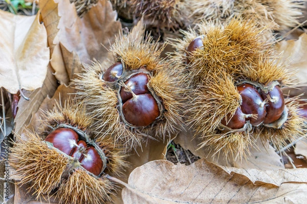 Obraz collecting chestnuts in the forest 