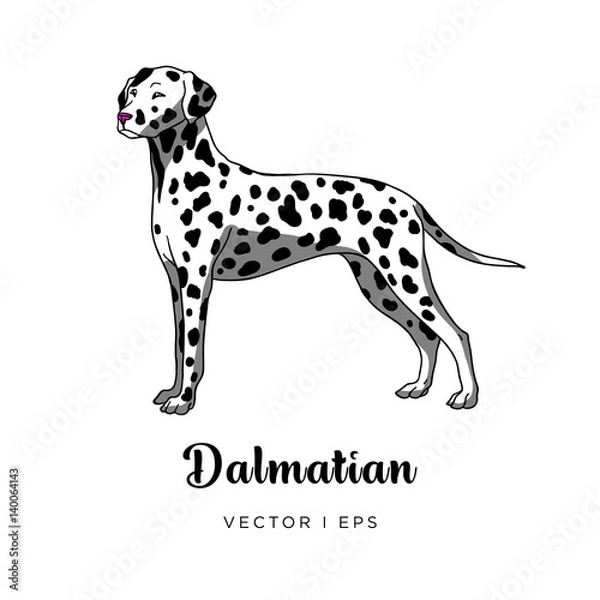 Obraz Vector editable colorful image depicting a cute female dalmatian dog standing. Isolated on a white background. 