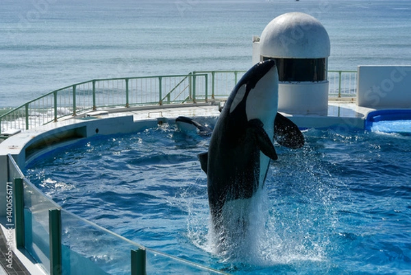 Obraz 大きなプールで大ジャンプするシャチ