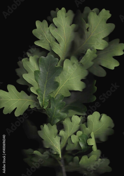Fototapeta Oak branch scan background. Scanned green tree leaves bouquet. Glitchy abstract distorted plant. Colourful botanical photocopy with scanner noise effect.