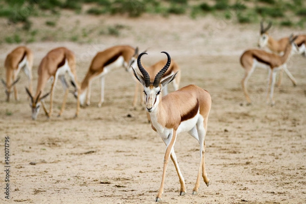 Obraz Springbok