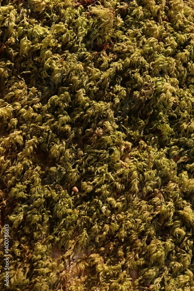 Obraz Tree Moss Green Foliage Nature Texture Background