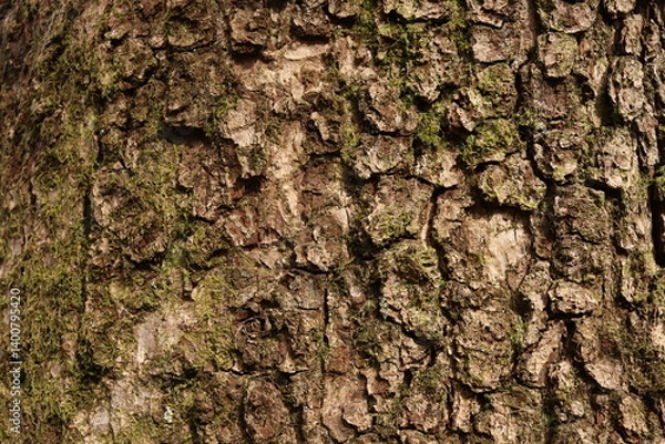 Obraz Mossy Tree Bark Natural Texture Background Green Foliage