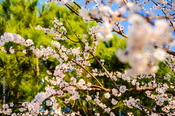 Fototapeta Spring blossom background. Beautiful nature scene with blooming tree. Sunny day. Spring flowers. Abstract blurred background. Springtime