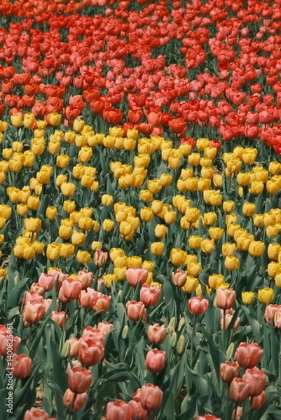 Fototapeta The beautiful tulips  in spring