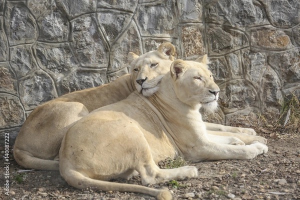 Fototapeta Lionesses cudlling and resting at the zoo
