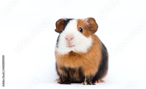 Obraz smiling guinea pig pet on white background