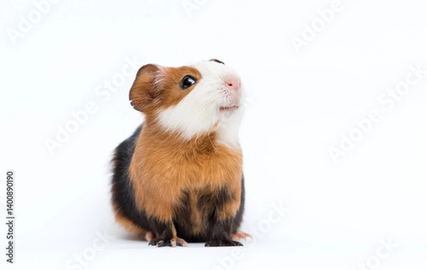 Fototapeta smiling guinea pig pet
