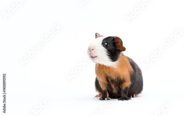 Obraz sly smiling guinea pig pet