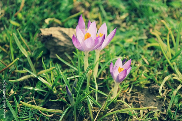 Fototapeta crocus