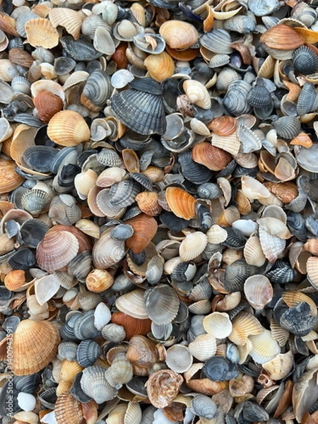 Obraz eashells