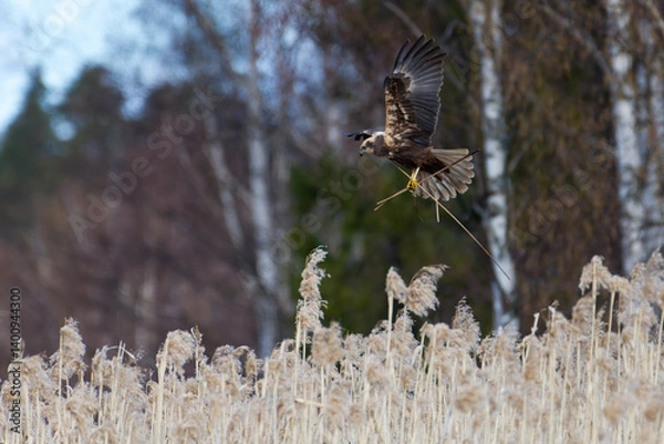 Fototapeta Female western marsh harrier landing to a nest behind reeds and carrying nest material at noon on an overcast spring day in Western Finland.
