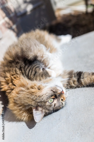 Fototapeta Fluffy, large cat lying on back stretching outside