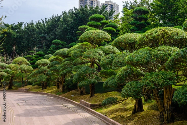 Obraz A picturesque view of a serene pathway lined with meticulously shaped trees, creating a calming atmosphere surrounded by lush greenery at Nan Lian Garden, Hong Kong.