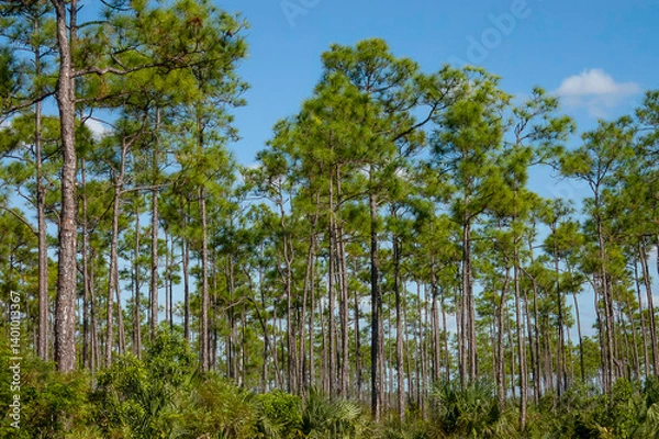 Obraz longleaf pines