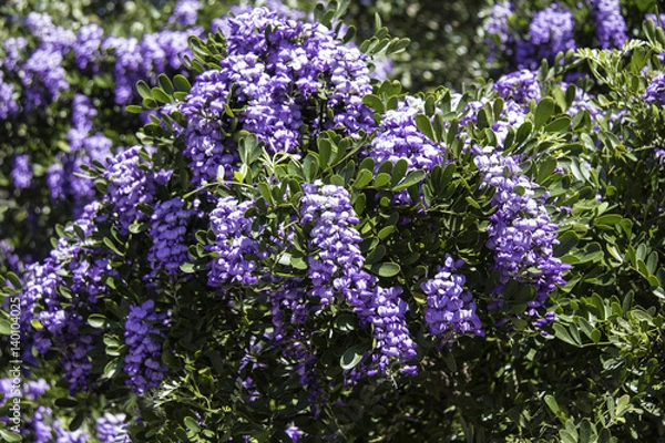 Obraz Mountain laurel with purple flowers